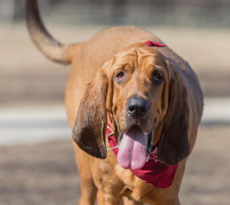 Bloodhound Dogs Biography