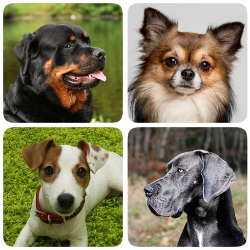 Dog Breed Groups: What Are They & What Do They Mean