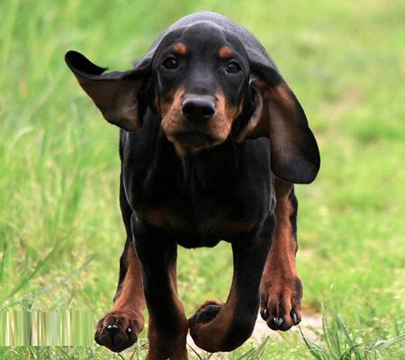 Black and Tan Coonhound Biography