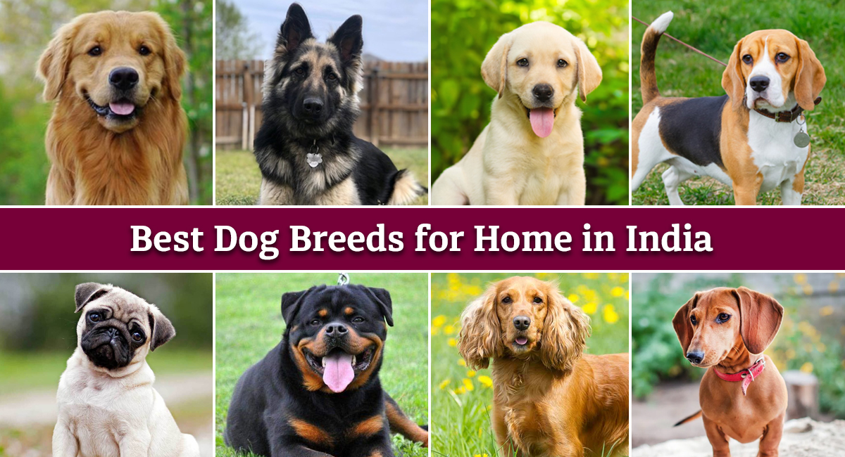 Top 15 Dog Breeds in India