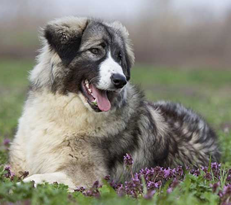 Carpathian Shepherd Dog Biography