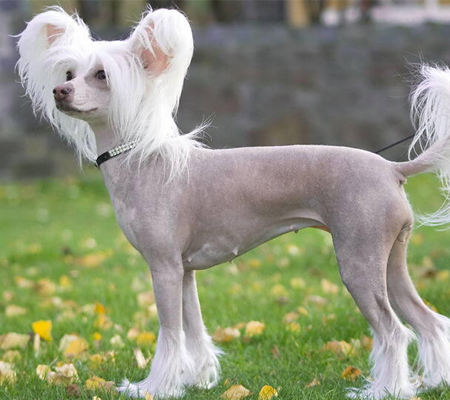 Chinese Crested Dog Biography