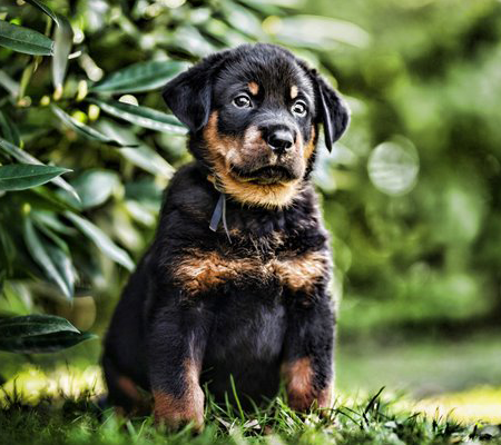 Beauceron Dogs Biography