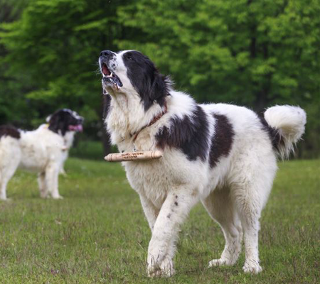 Bucovina Shepherd Dog Biography
