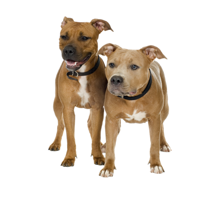 American Staffordshire Terrier Biography