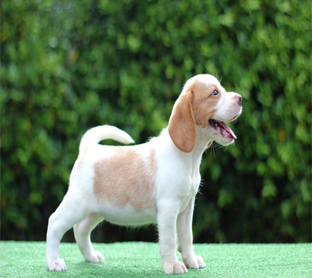 Beagle Dogs Biography