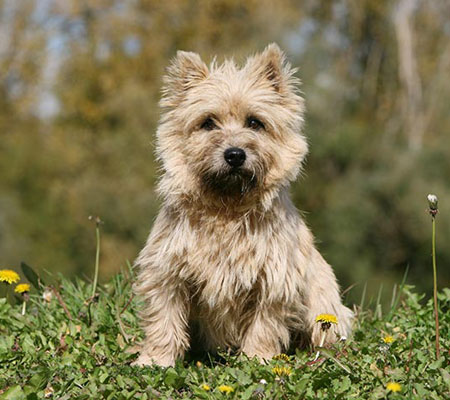Cairn Terrier dog Biography