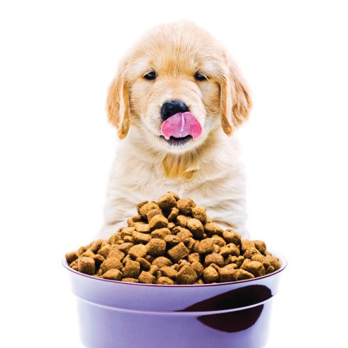 Top 10 Best Dog Food in India with Specifications