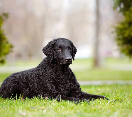 Curly-Coated Retriever Biography