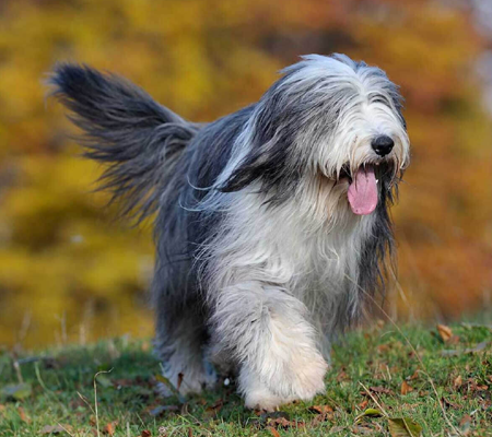 Bearded Collie Biography